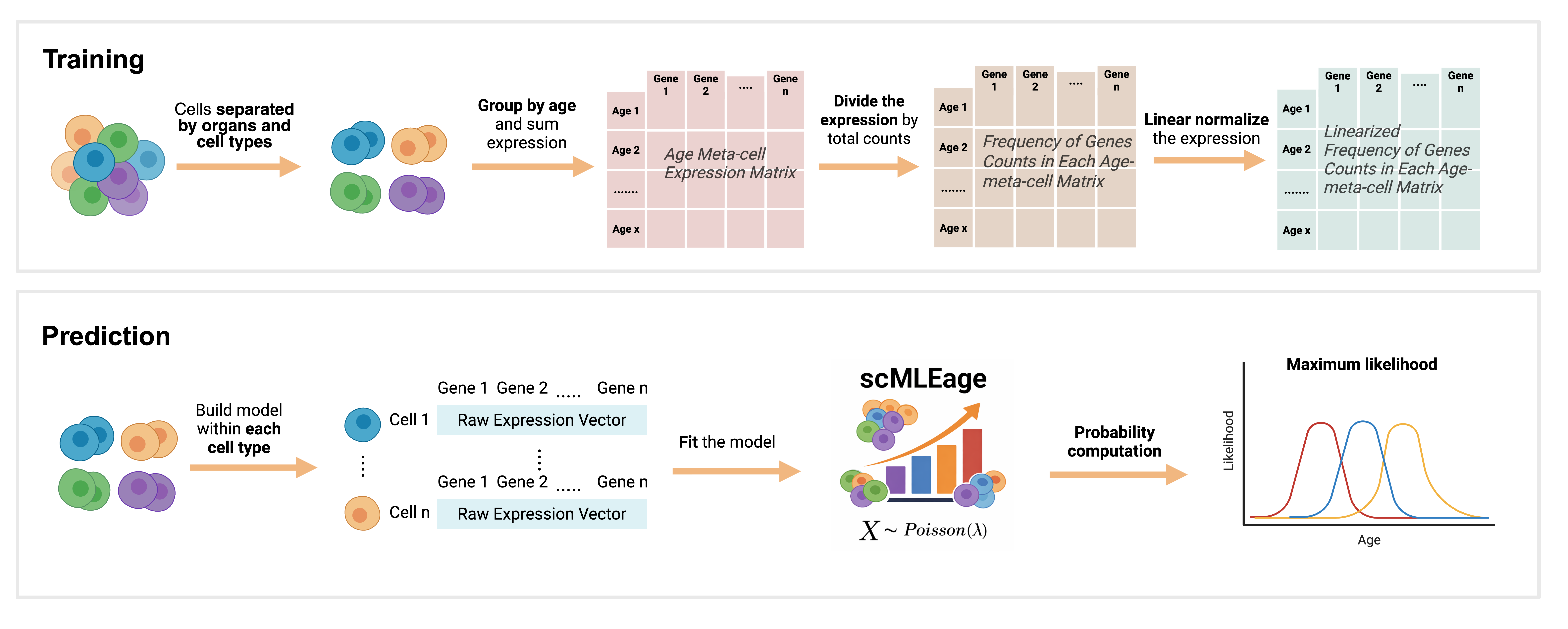 scMLEage illustration